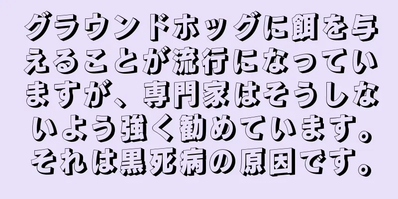 グラウンドホッグに餌を与えることが流行になっていますが、専門家はそうしないよう強く勧めています。それは黒死病の原因です。