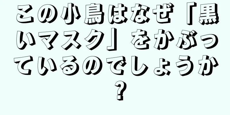 この小鳥はなぜ「黒いマスク」をかぶっているのでしょうか？