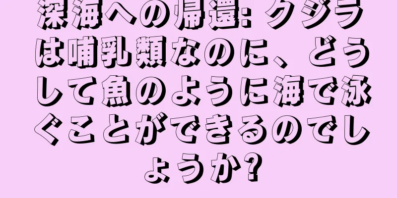 深海への帰還: クジラは哺乳類なのに、どうして魚のように海で泳ぐことができるのでしょうか?