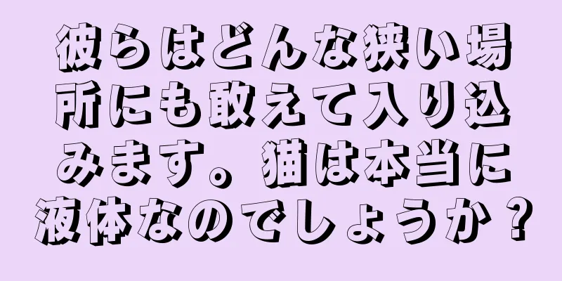 彼らはどんな狭い場所にも敢えて入り込みます。猫は本当に液体なのでしょうか？
