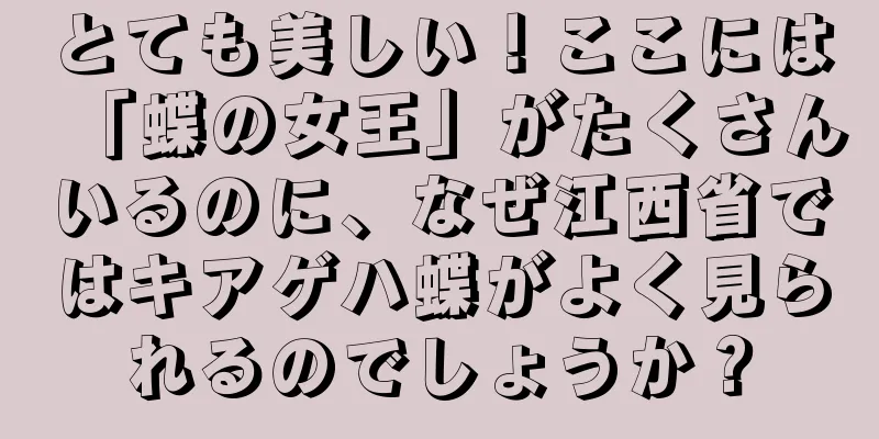 とても美しい！ここには「蝶の女王」がたくさんいるのに、なぜ江西省ではキアゲハ蝶がよく見られるのでしょうか？