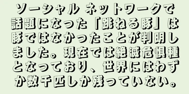 ソーシャル ネットワークで話題になった「跳ねる豚」は豚ではなかったことが判明しました。現在では絶滅危惧種となっており、世界にはわずか数千匹しか残っていない。