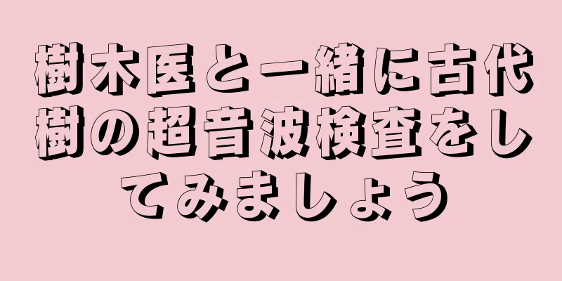 樹木医と一緒に古代樹の超音波検査をしてみましょう