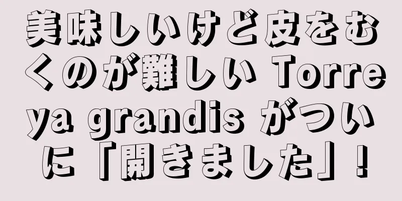 美味しいけど皮をむくのが難しい Torreya grandis がついに「開きました」!