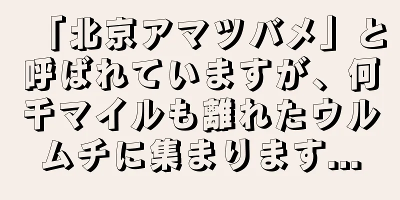 「北京アマツバメ」と呼ばれていますが、何千マイルも離れたウルムチに集まります...