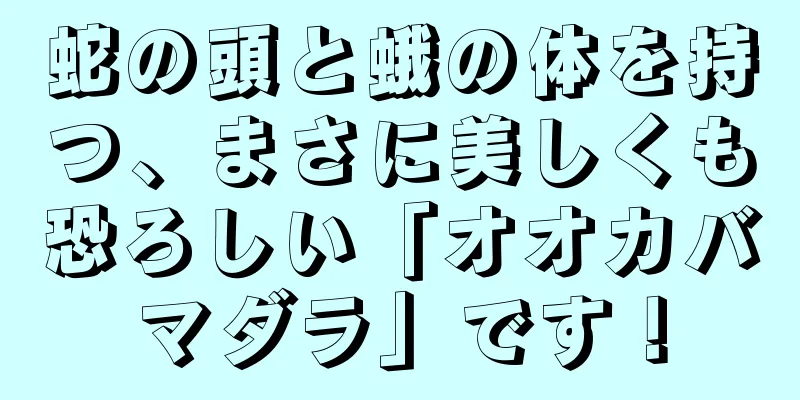 蛇の頭と蛾の体を持つ、まさに美しくも恐ろしい「オオカバマダラ」です！