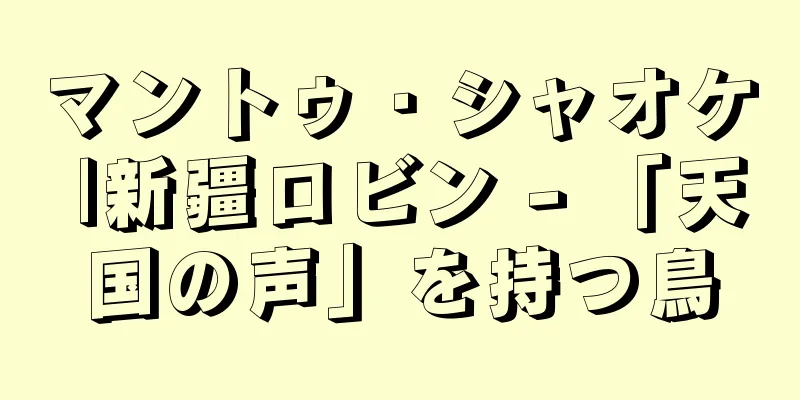 マントゥ・シャオケ |新疆ロビン - 「天国の声」を持つ鳥