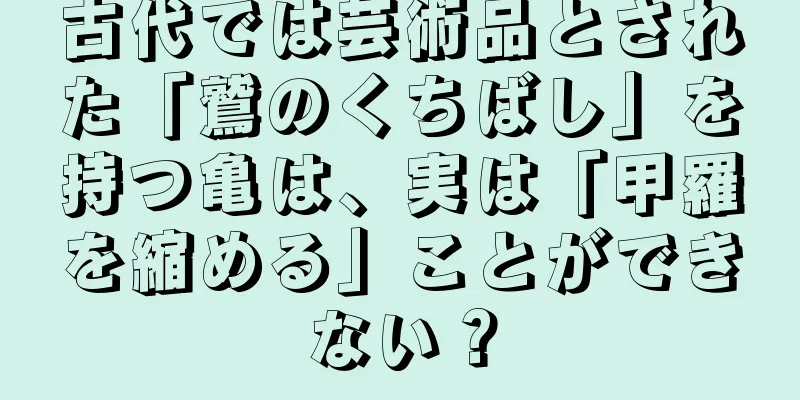 古代では芸術品とされた「鷲のくちばし」を持つ亀は、実は「甲羅を縮める」ことができない？