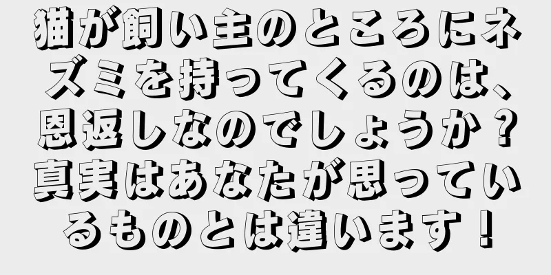 猫が飼い主のところにネズミを持ってくるのは、恩返しなのでしょうか？真実はあなたが思っているものとは違います！
