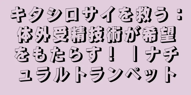 キタシロサイを救う：体外受精技術が希望をもたらす！ ｜ナチュラルトランペット