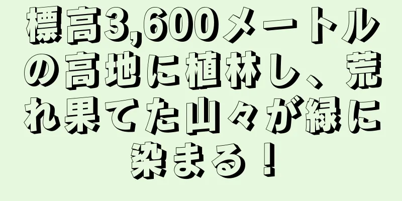 標高3,600メートルの高地に植林し、荒れ果てた山々が緑に染まる！
