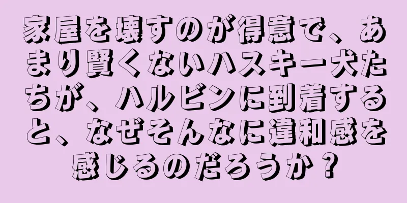 家屋を壊すのが得意で、あまり賢くないハスキー犬たちが、ハルビンに到着すると、なぜそんなに違和感を感じるのだろうか？