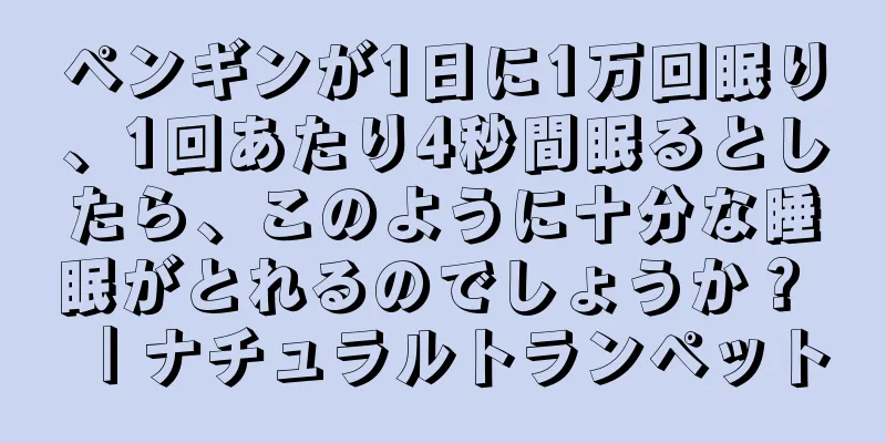 ペンギンが1日に1万回眠り、1回あたり4秒間眠るとしたら、このように十分な睡眠がとれるのでしょうか？ ｜ナチュラルトランペット
