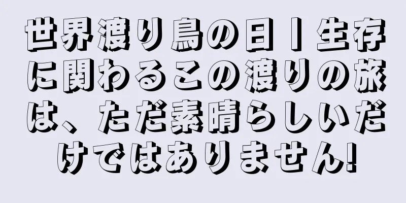 世界渡り鳥の日丨生存に関わるこの渡りの旅は、ただ素晴らしいだけではありません!