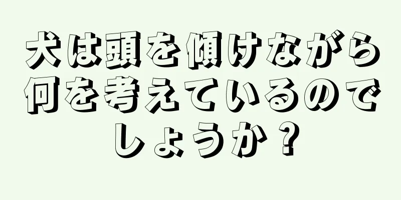 犬は頭を傾けながら何を考えているのでしょうか？