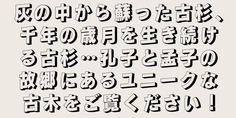 灰の中から蘇った古杉、千年の歳月を生き続ける古杉…孔子と孟子の故郷にあるユニークな古木をご覧ください！