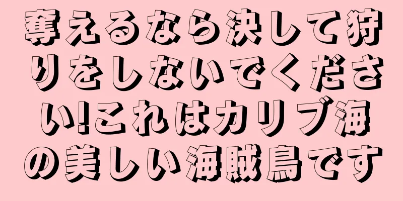 奪えるなら決して狩りをしないでください!これはカリブ海の美しい海賊鳥です