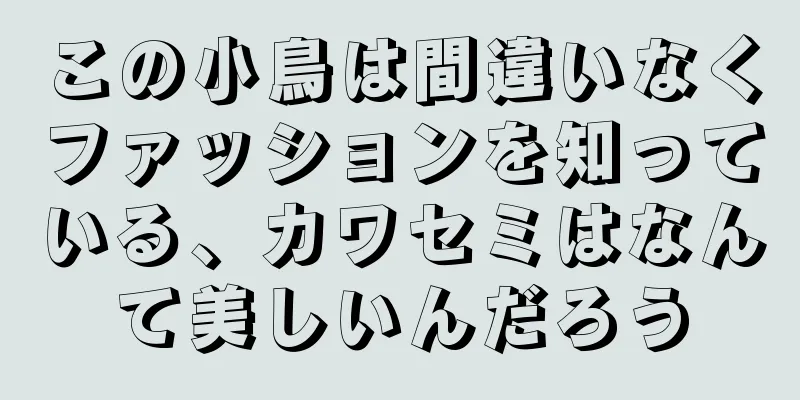 この小鳥は間違いなくファッションを知っている、カワセミはなんて美しいんだろう