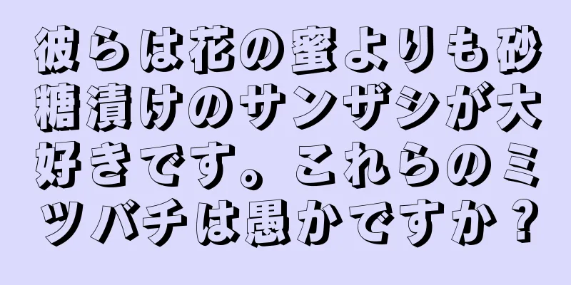 彼らは花の蜜よりも砂糖漬けのサンザシが大好きです。これらのミツバチは愚かですか？