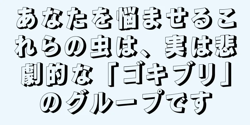 あなたを悩ませるこれらの虫は、実は悲劇的な「ゴキブリ」のグループです