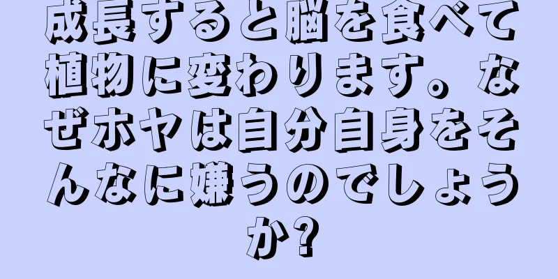 成長すると脳を食べて植物に変わります。なぜホヤは自分自身をそんなに嫌うのでしょうか?