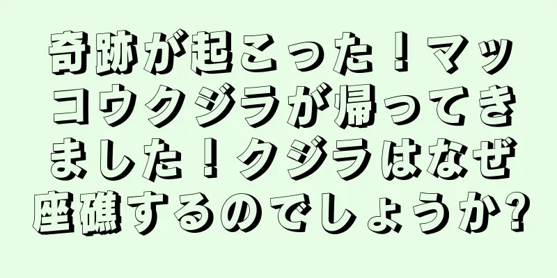 奇跡が起こった！マッコウクジラが帰ってきました！クジラはなぜ座礁するのでしょうか?