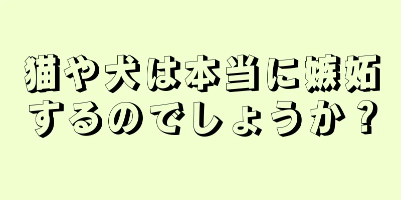 猫や犬は本当に嫉妬するのでしょうか？