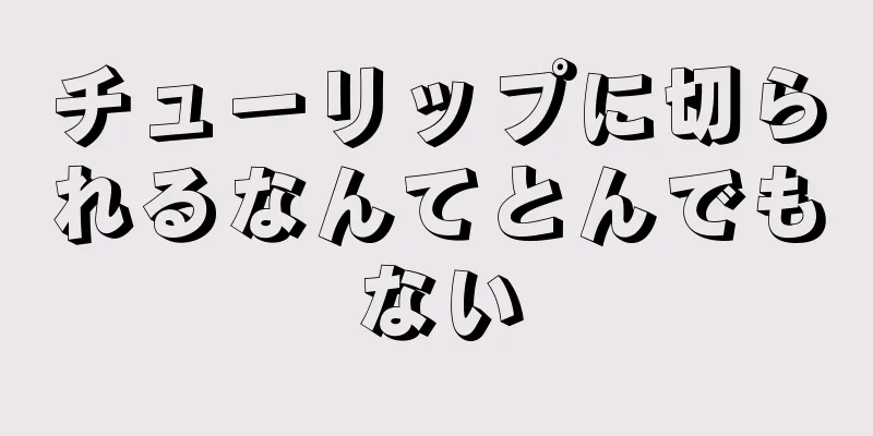 チューリップに切られるなんてとんでもない