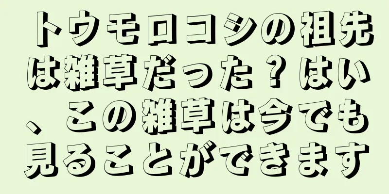 トウモロコシの祖先は雑草だった？はい、この雑草は今でも見ることができます