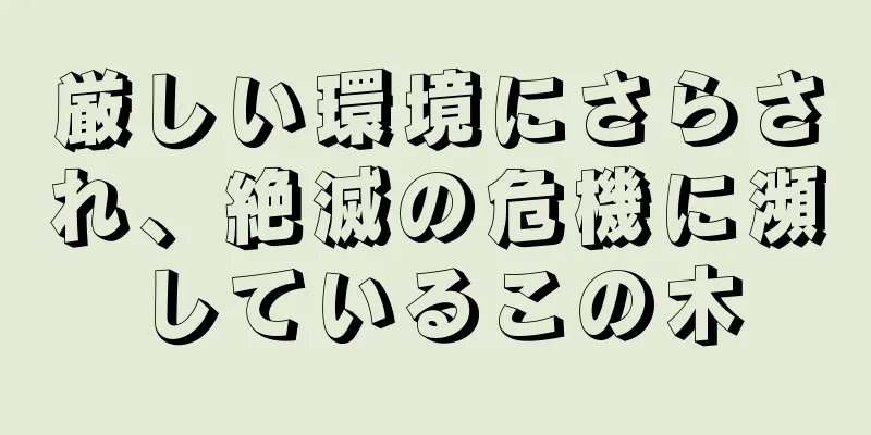 厳しい環境にさらされ、絶滅の危機に瀕しているこの木