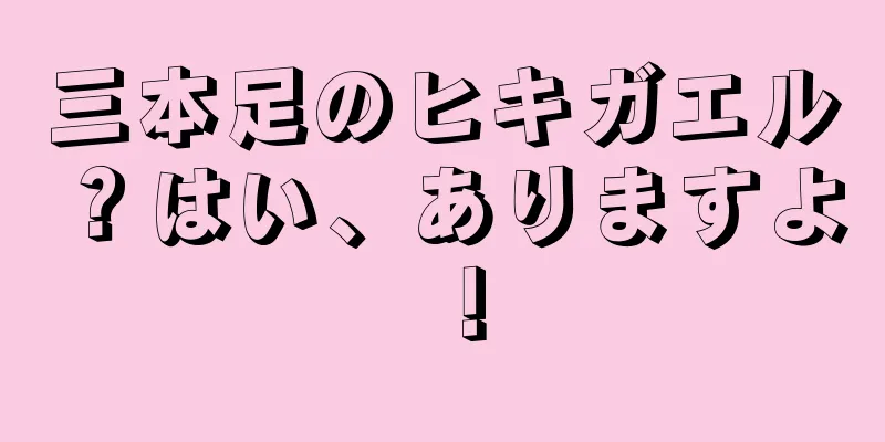 三本足のヒキガエル？はい、ありますよ！