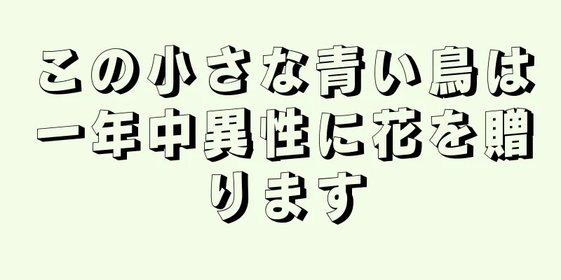 この小さな青い鳥は一年中異性に花を贈ります