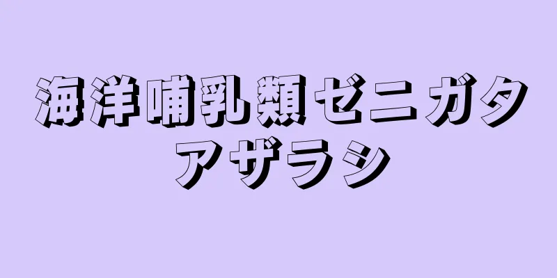 海洋哺乳類ゼニガタアザラシ